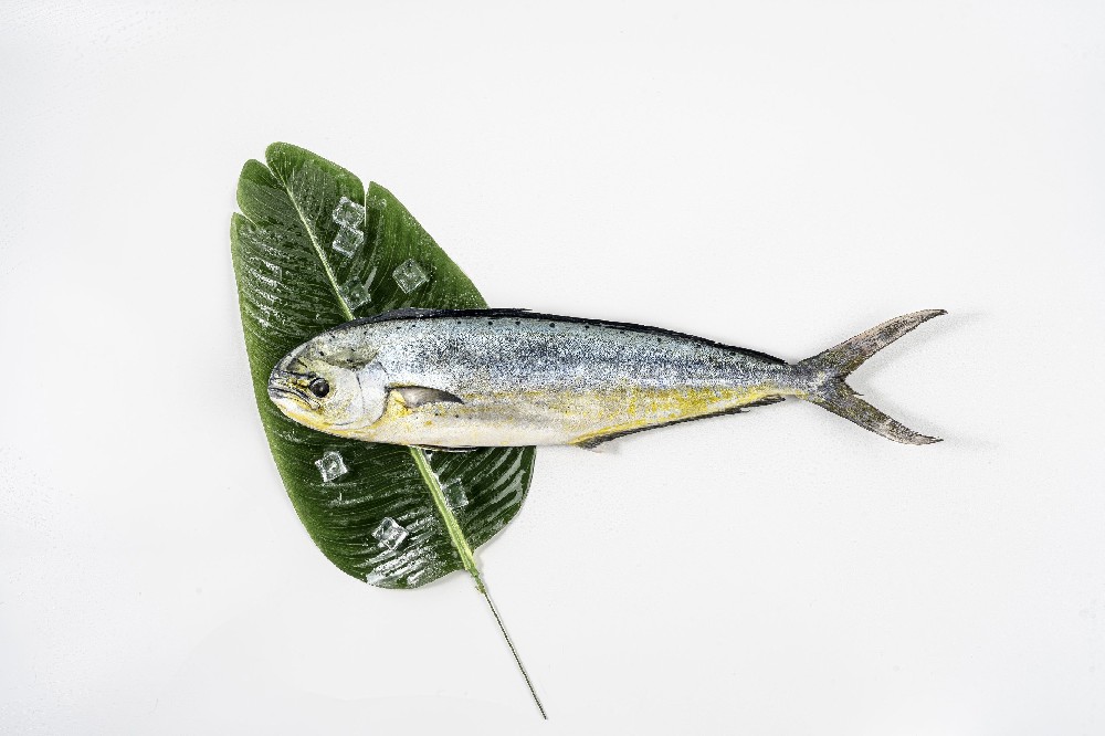 Mahi-Mahi